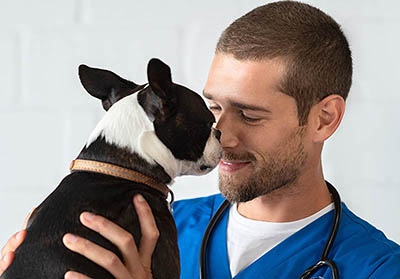 How to Find the Best Vet for Your Pet