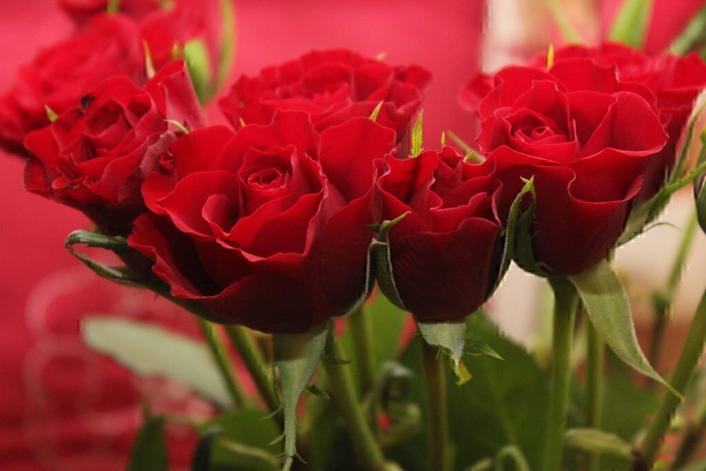 How the red rose came to be known as the flower of love