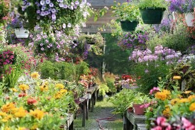 Where to Shop for Plants