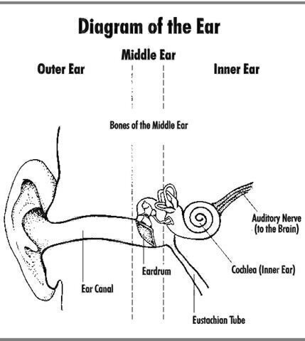 How Hearing Loss Occurs - Washington Consumers' Checkbook