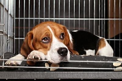 Ruff Decisions: Animal Housing Options While You’re Away