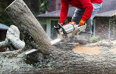 How to Save on Tree Care Work