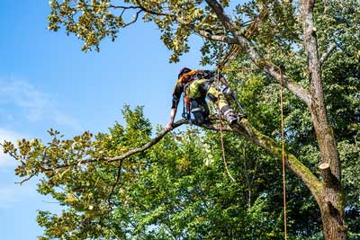 How to Choose a Tree Care Service