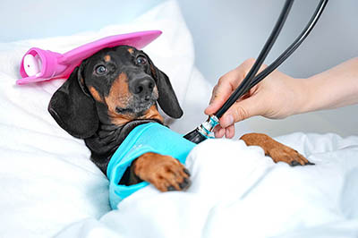 Signs that Your Pet Might Need a Vet